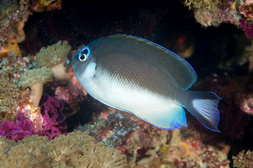 Halfbanded angelfish (Genicanthus semicinctus) — Pomacanthidae