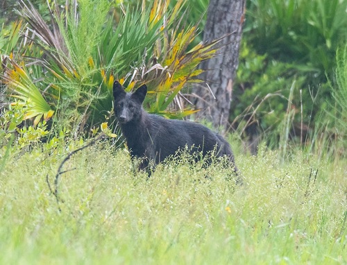 Coyote photographed in Florida