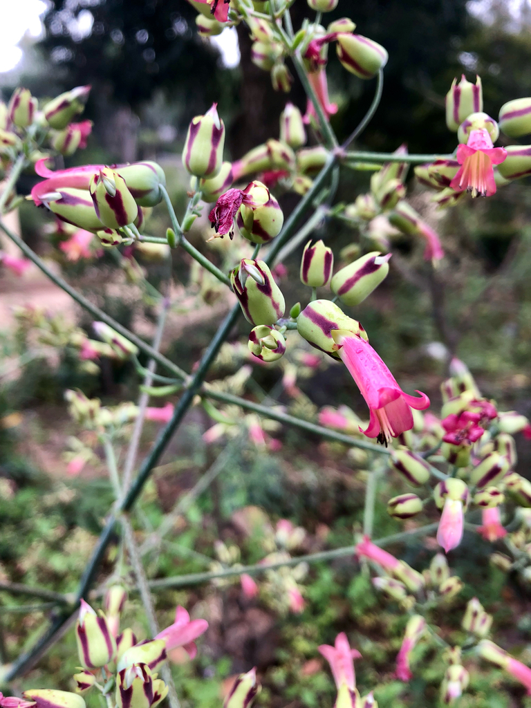 Kalanchoe curvula