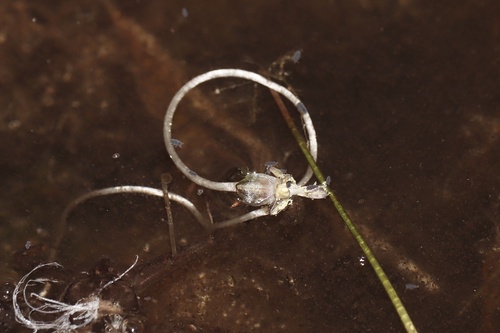 Canadian waterweed (Elodea canadensis)