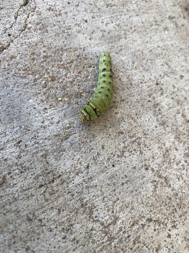 Lime Swallowtail
