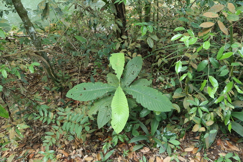 Porterandia observed 2025-07-31