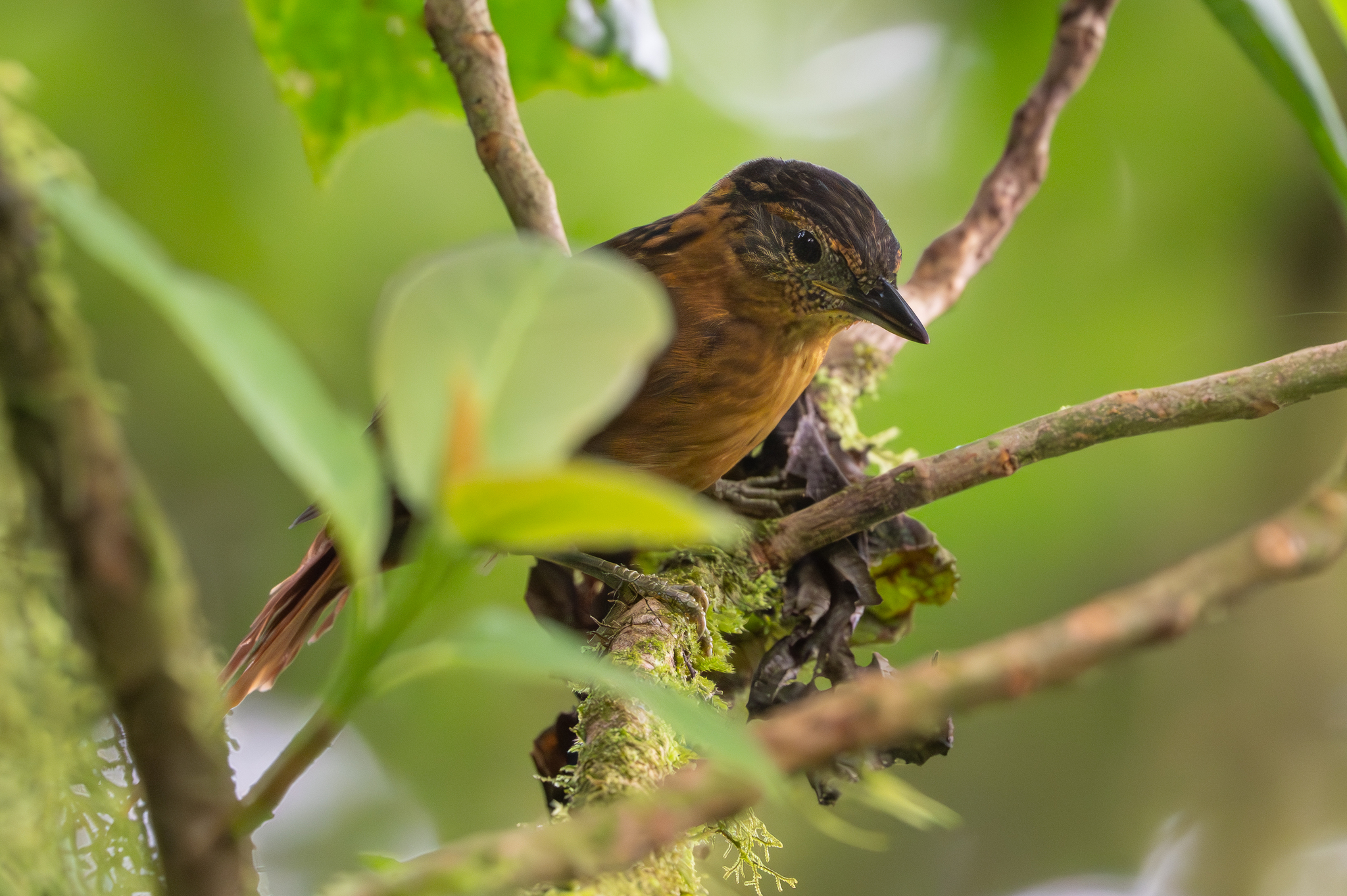 Streak-breasted Treehunter (Thripadectes rufobrunneus), photo 2
