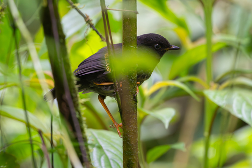 Slaty-backed Nightingale-Thrush (Catharus fuscater), photo 8