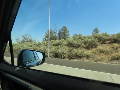 Basin Big Sagebrush