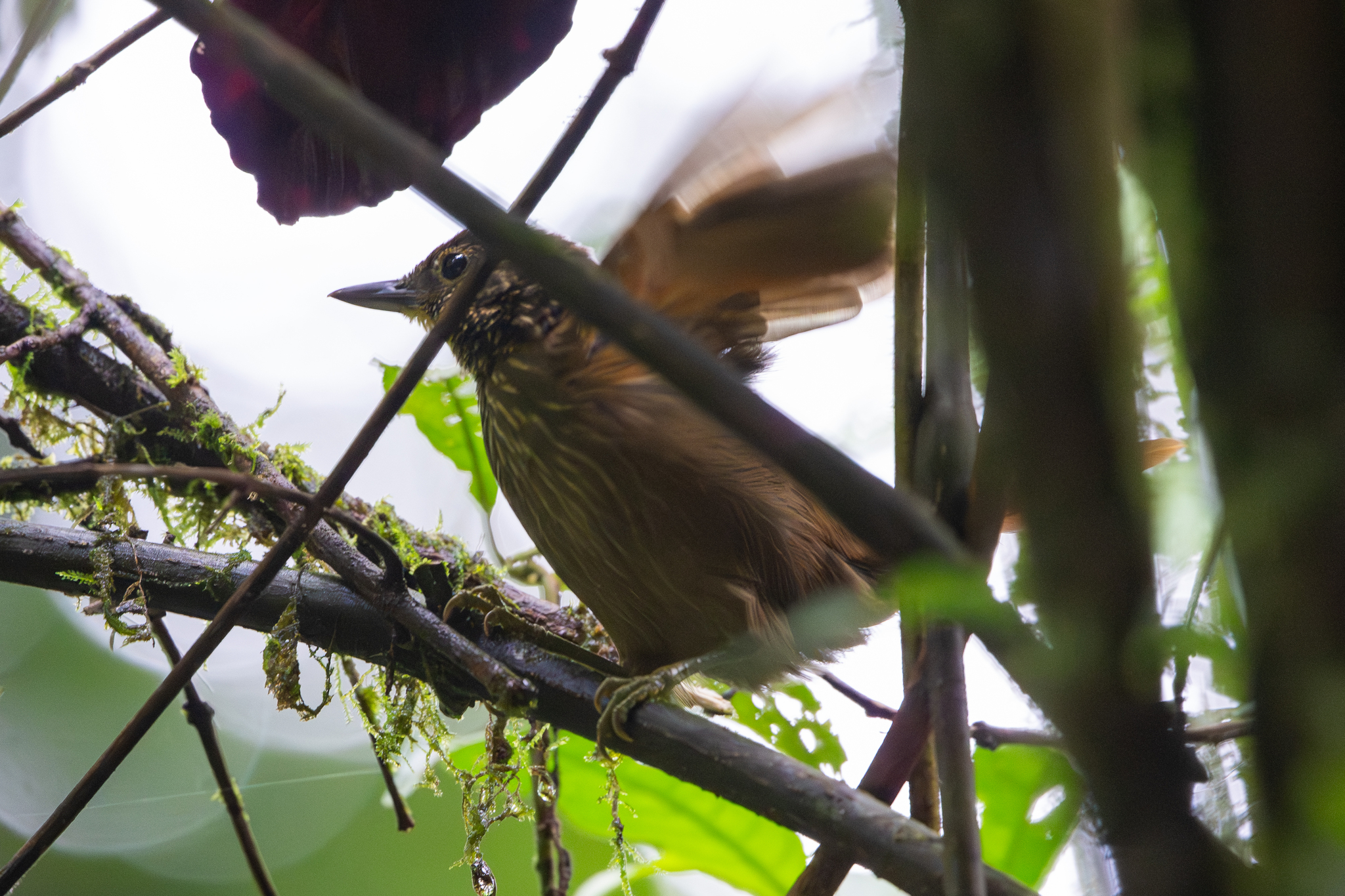 Lineated Foliage-gleaner (Syndactyla subalaris), photo 5