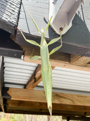 Tropidoderus childrenii