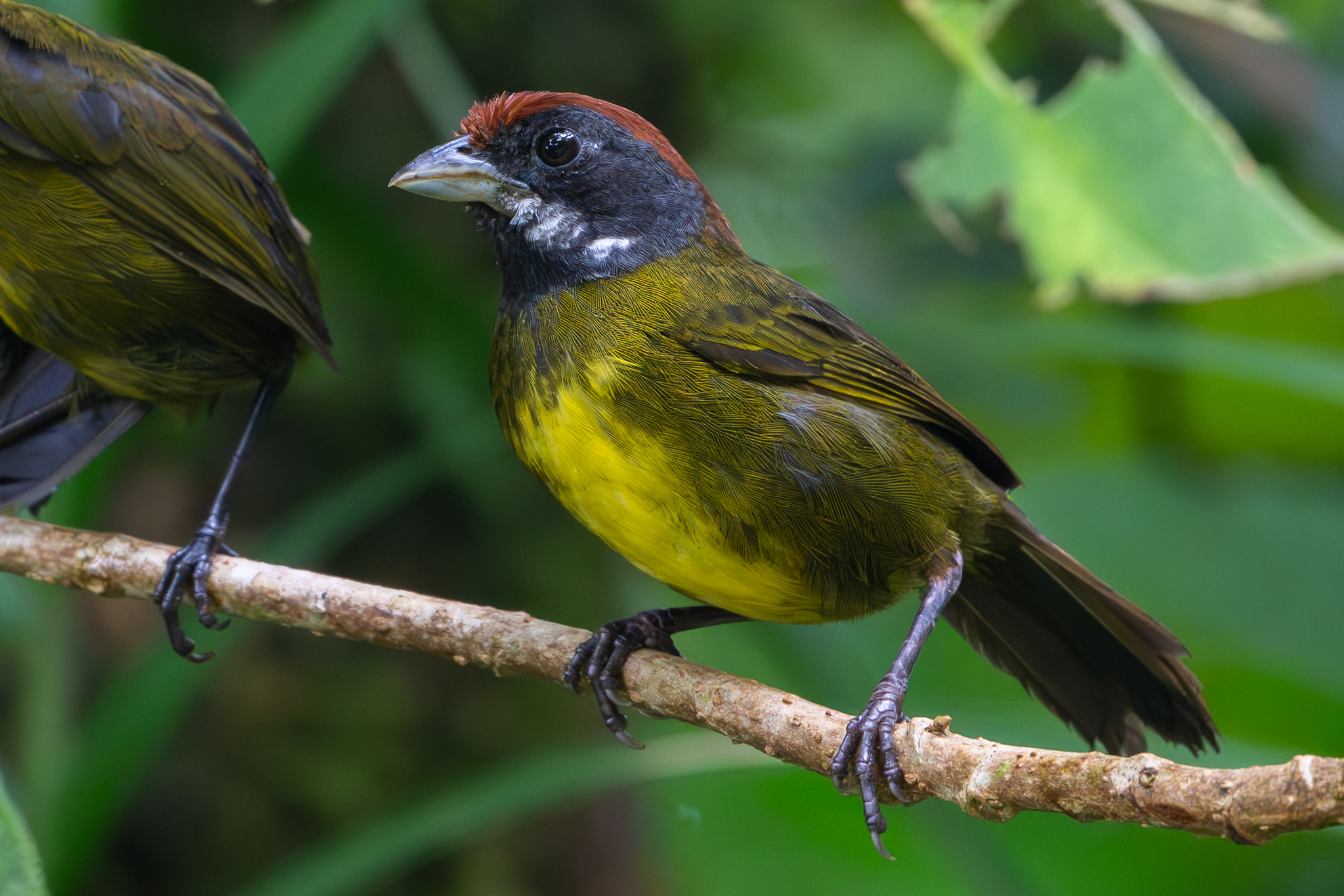 Sooty-faced Finch (Arremon crassirostris), photo 2