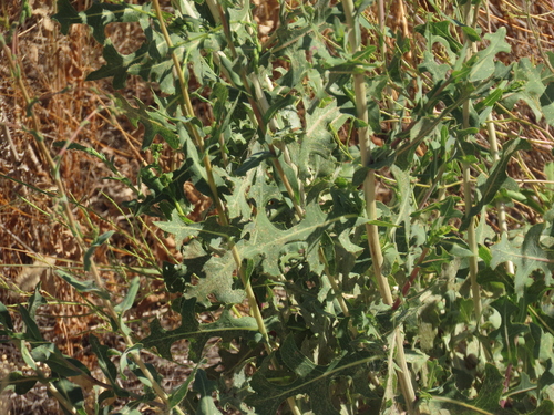 prickly lettuce