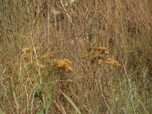 common yarrow