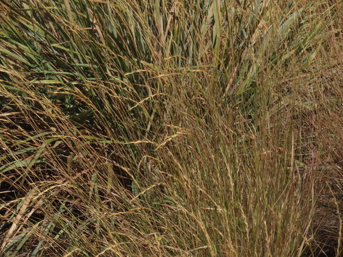 Bluebunch Wheatgrass