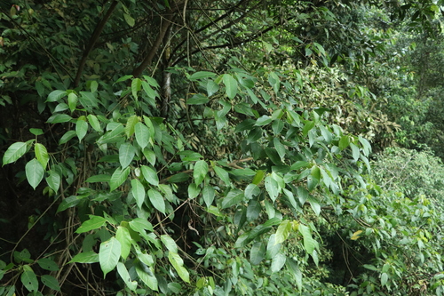 Macaranga conifera observed 2025-07-31