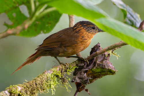 Streak-breasted Treehunter (Thripadectes rufobrunneus)