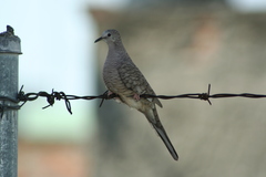 Columbina inca