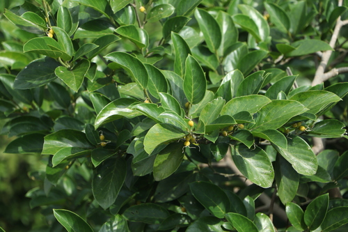 Gironniera subaequalis observed 2025-07-31