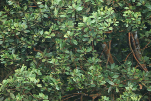 Calophyllum teysmannii observed 2025-07-31