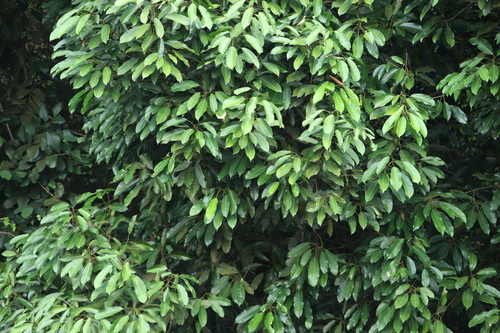Elateriospermum tapos observed 2025-07-31