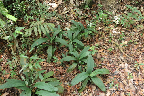 Curculigo latifolia observed 2025-07-31