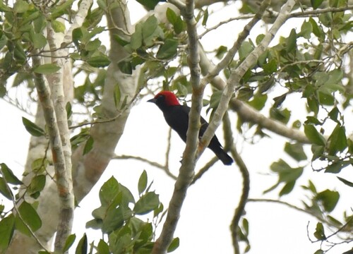 Red-headed Malimbe (Malimbus rubricollis), photo 7