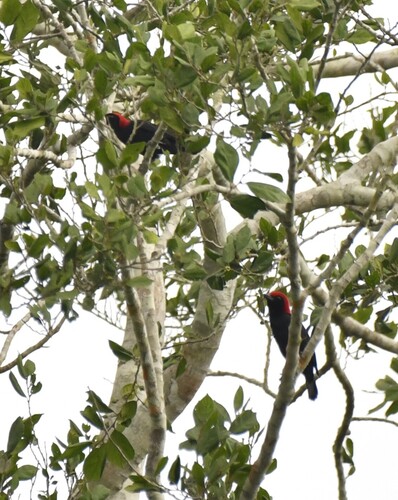 Red-headed Malimbe (Malimbus rubricollis), photo 9