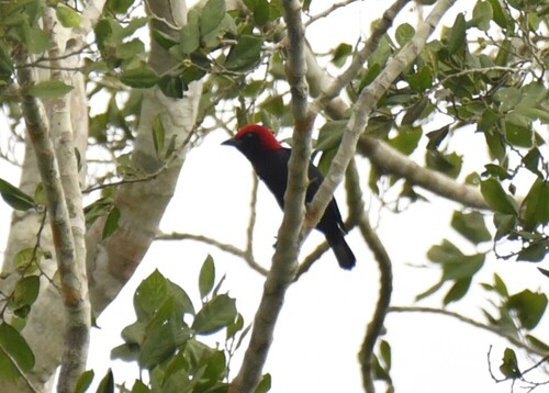 Red-headed Malimbe (Malimbus rubricollis), photo 8