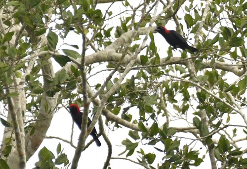 Red-headed Malimbe (Malimbus rubricollis), photo 10