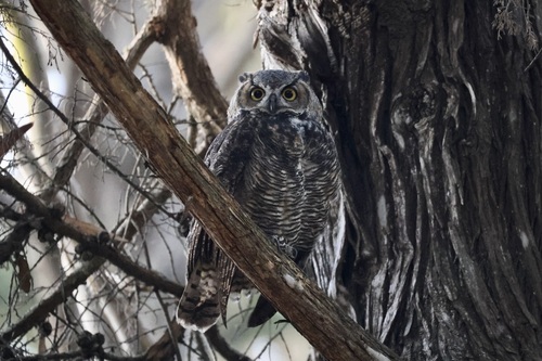 View observation of {o.common_name} on iNaturalist
