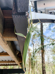 Tropidoderus childrenii