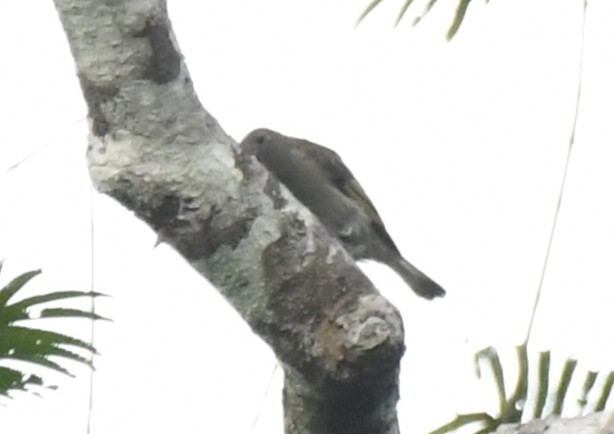 Willcocks's Honeyguide (Indicator willcocksi), photo 6