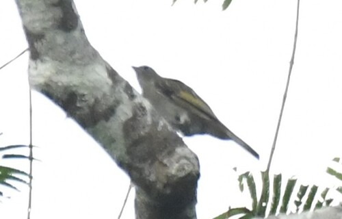 Willcocks's Honeyguide (Indicator willcocksi), photo 10