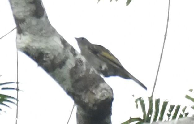 Willcocks's Honeyguide (Indicator willcocksi), photo 1