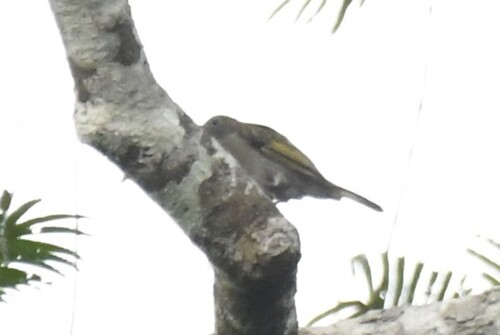 Willcocks's Honeyguide (Indicator willcocksi), photo 2