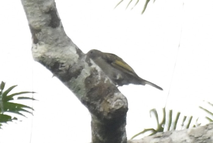 Willcocks's Honeyguide (Indicator willcocksi), photo 2