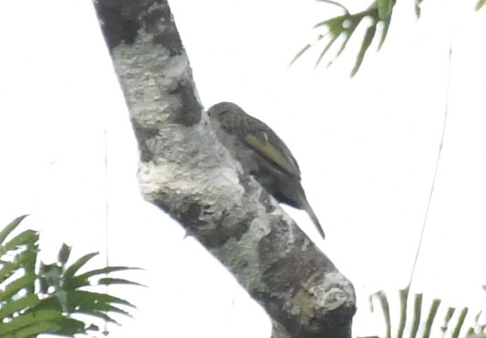 Willcocks's Honeyguide (Indicator willcocksi), photo 5