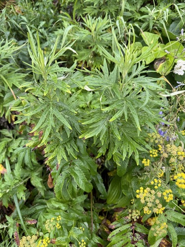 Artemisia montana iNat (2)