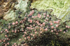 Ostropomycetidae