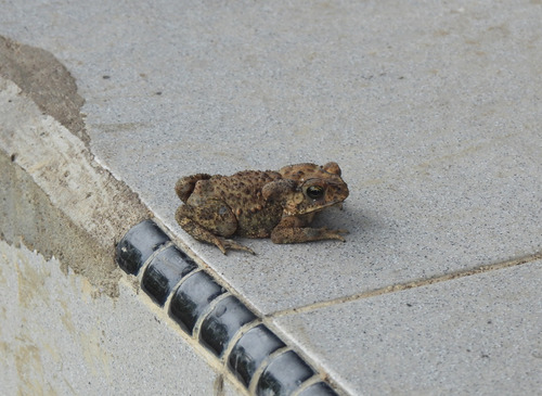 Duttaphrynus melanostictus