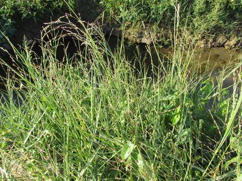 Panicum repens iNat (1)