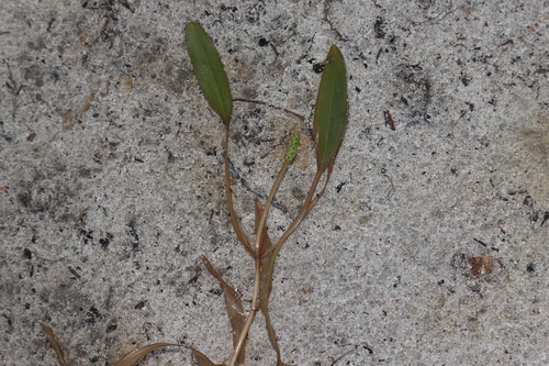 ribbon-leaved pondweed