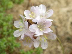 Armeria welwitschii