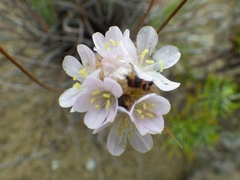 Armeria welwitschii