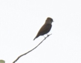 Ussher's Flycatcher (Artomyias ussheri), photo 6
