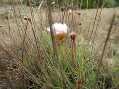 Armeria welwitschii