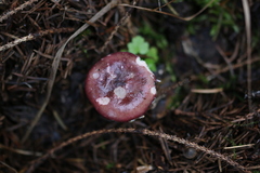 Russula queletii