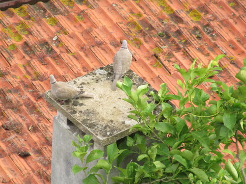 Tórtola turca (Streptopelia decaocto)