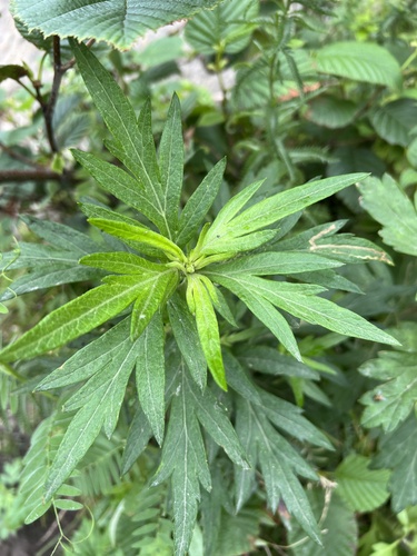 Artemisia montana iNat (1)