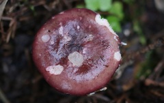 Russula queletii