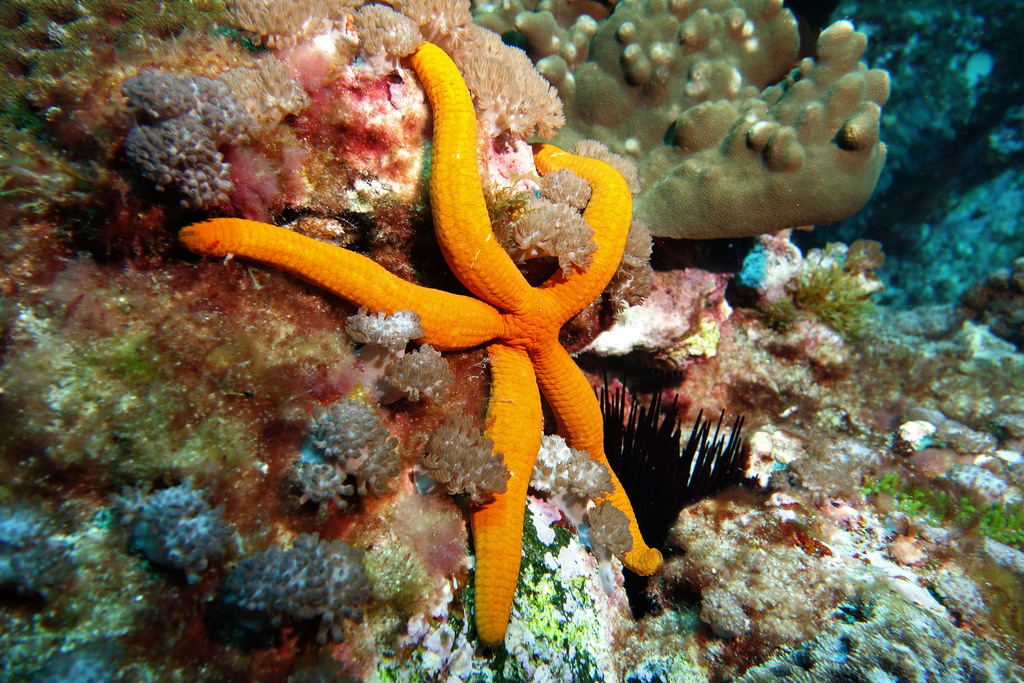 Orange Sea Star