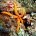 Orange Sea Star - Photo (c) John Turnbull, some rights reserved (CC BY-NC-SA)