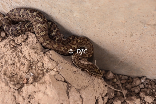 Photo of a Mount Liupan Pitviper (Gloydius liupanensis)